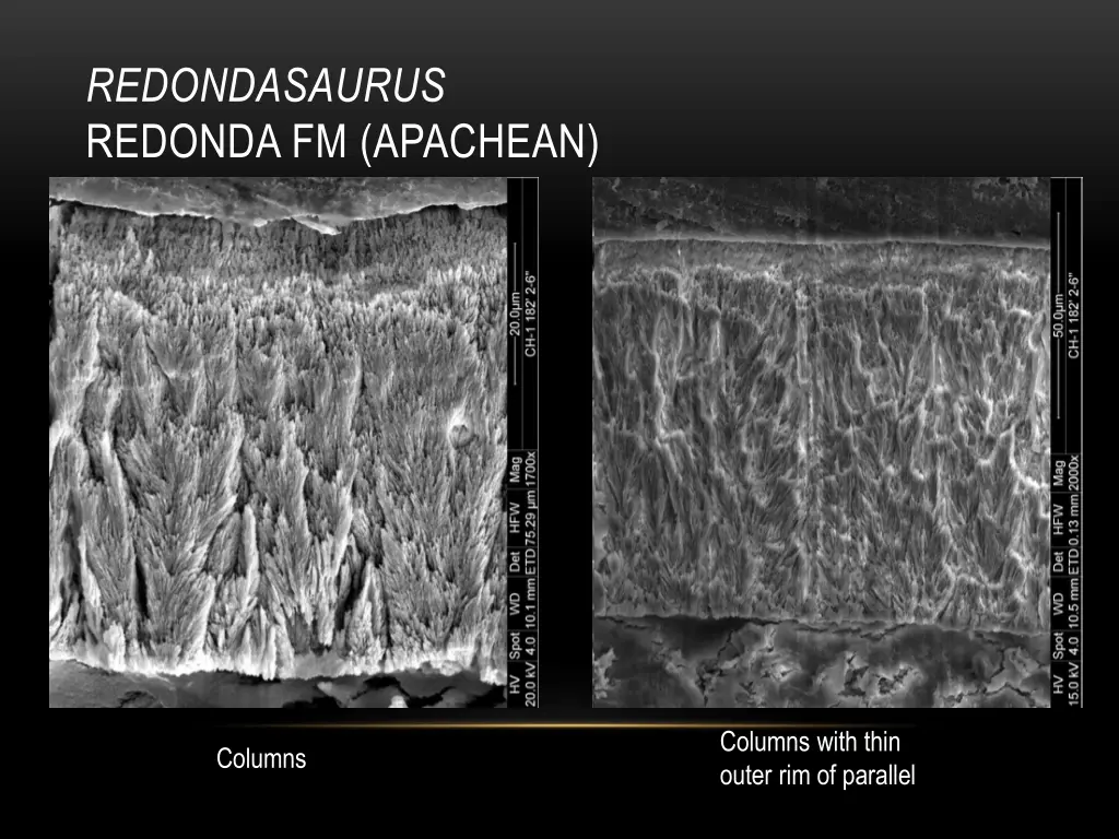 redondasaurus redonda fm apachean