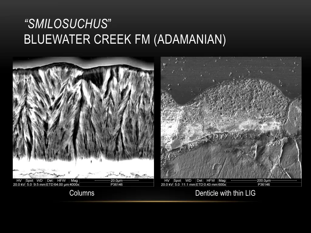 smilosuchus bluewater creek fm adamanian