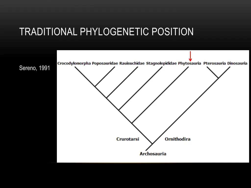 traditional phylogenetic position