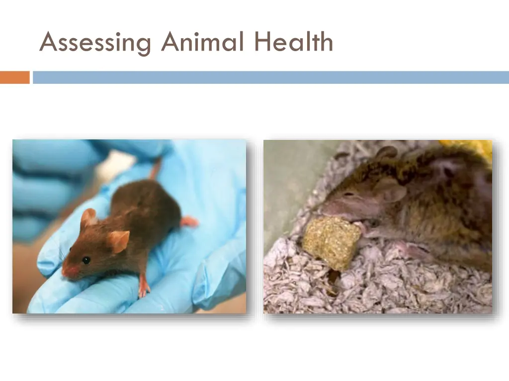 assessing animal health 1