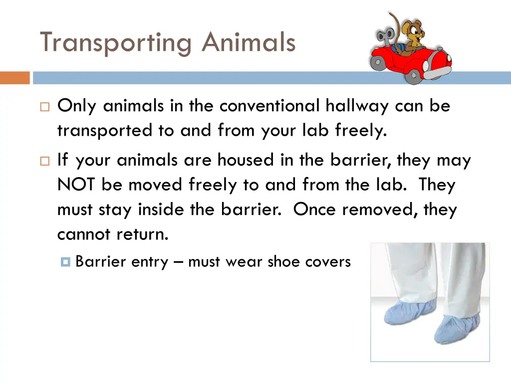 transporting animals