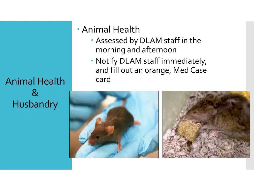 animal health assessed by dlam staff