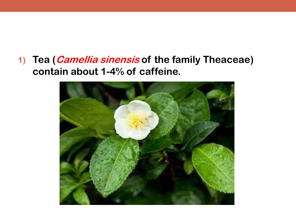 1 tea camellia sinensis of the family theaceae