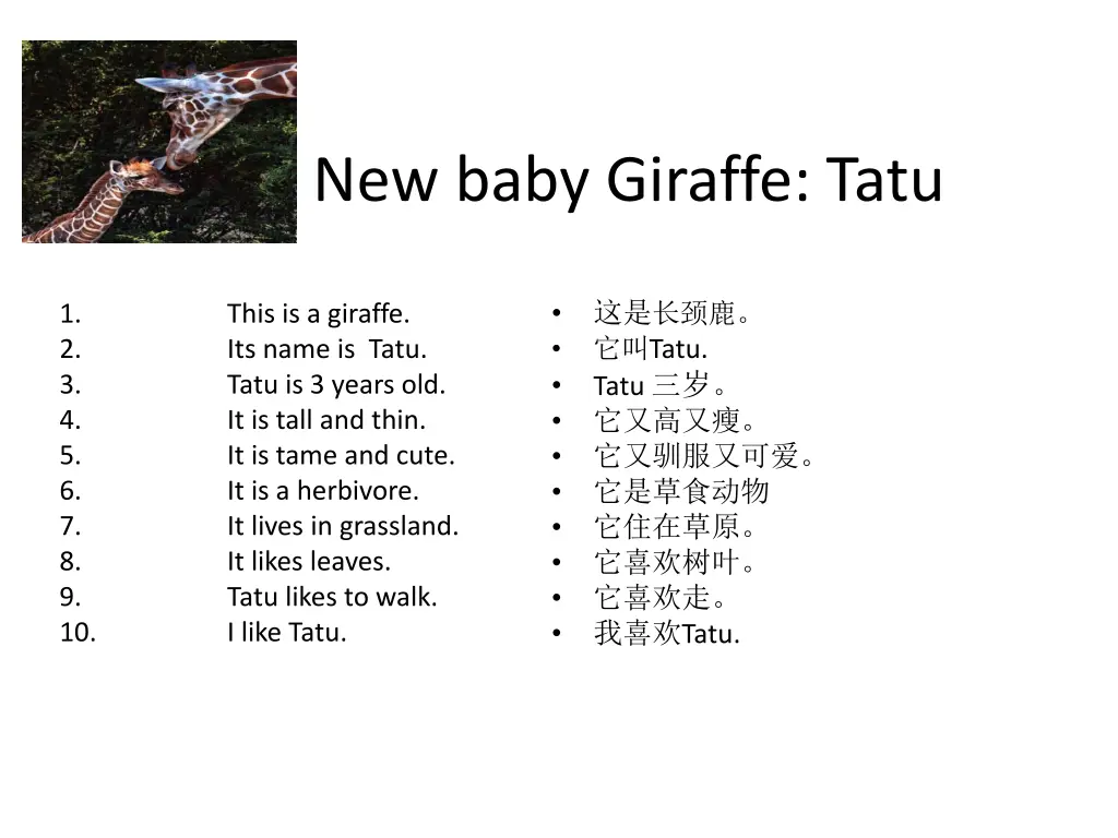 new baby giraffe tatu