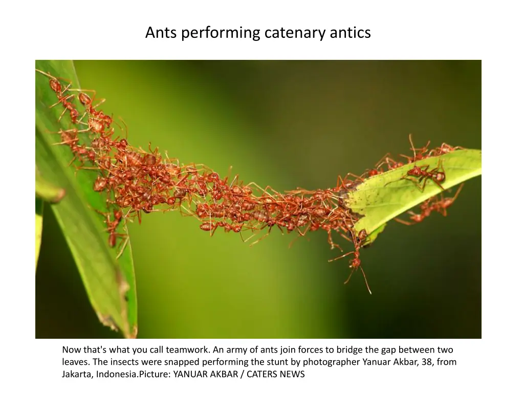 ants performing catenary antics