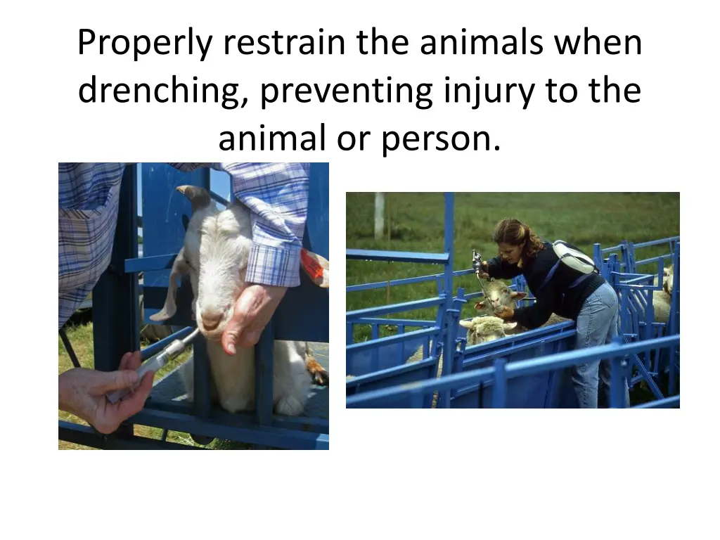 properly restrain the animals when drenching