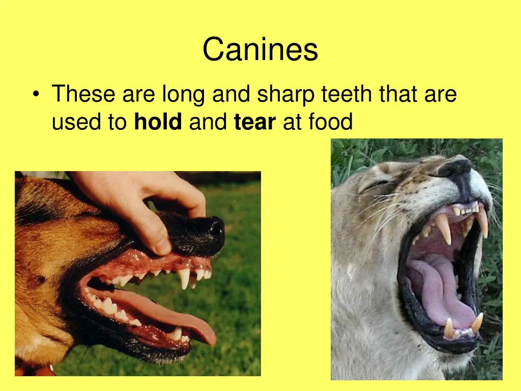 canines