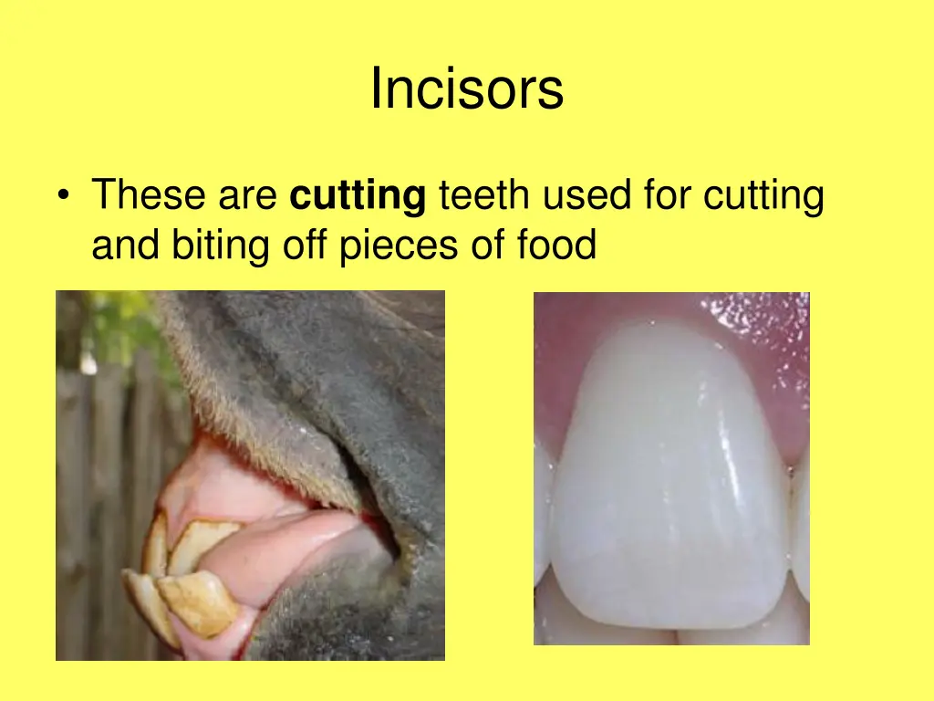 incisors