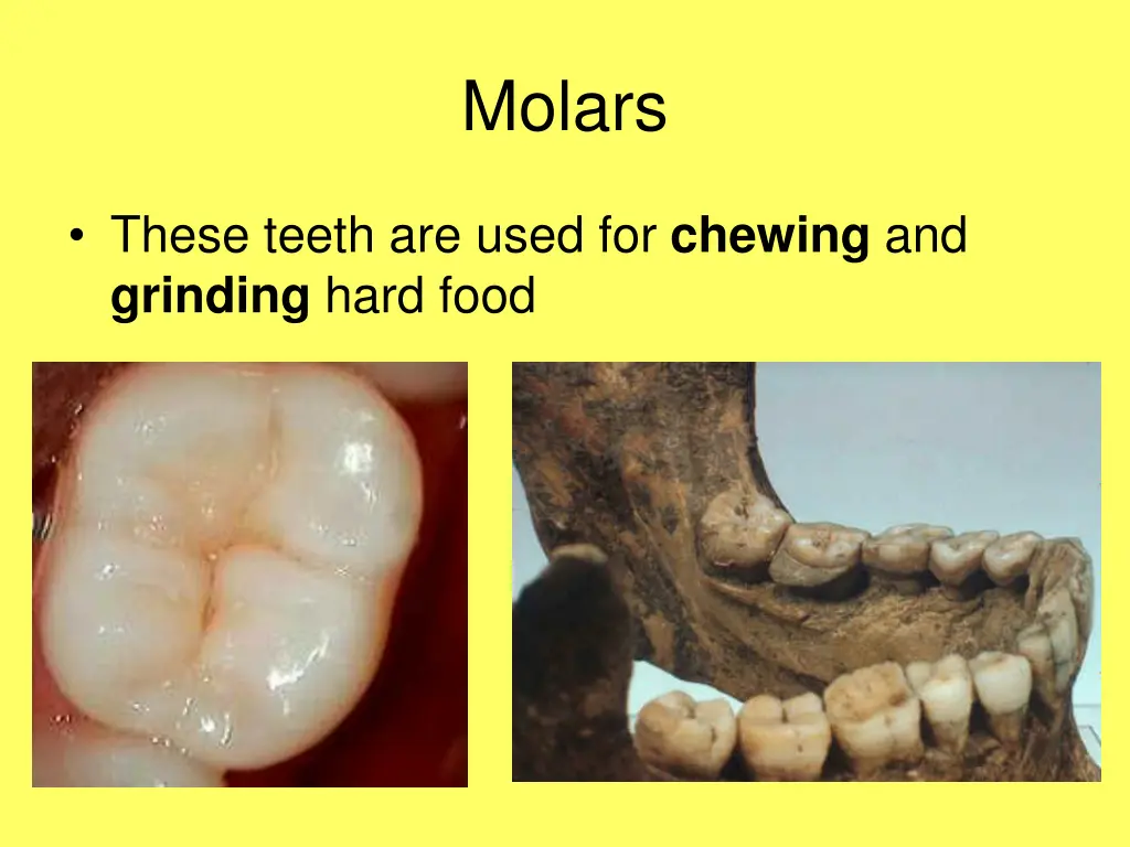 molars