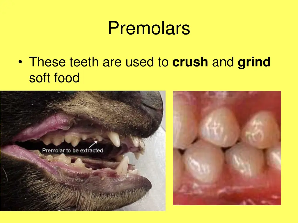 premolars