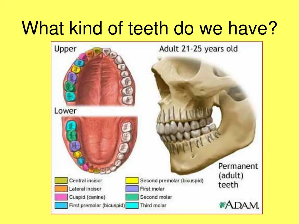 what kind of teeth do we have