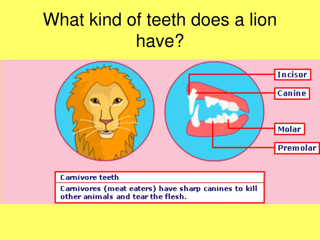 what kind of teeth does a lion have