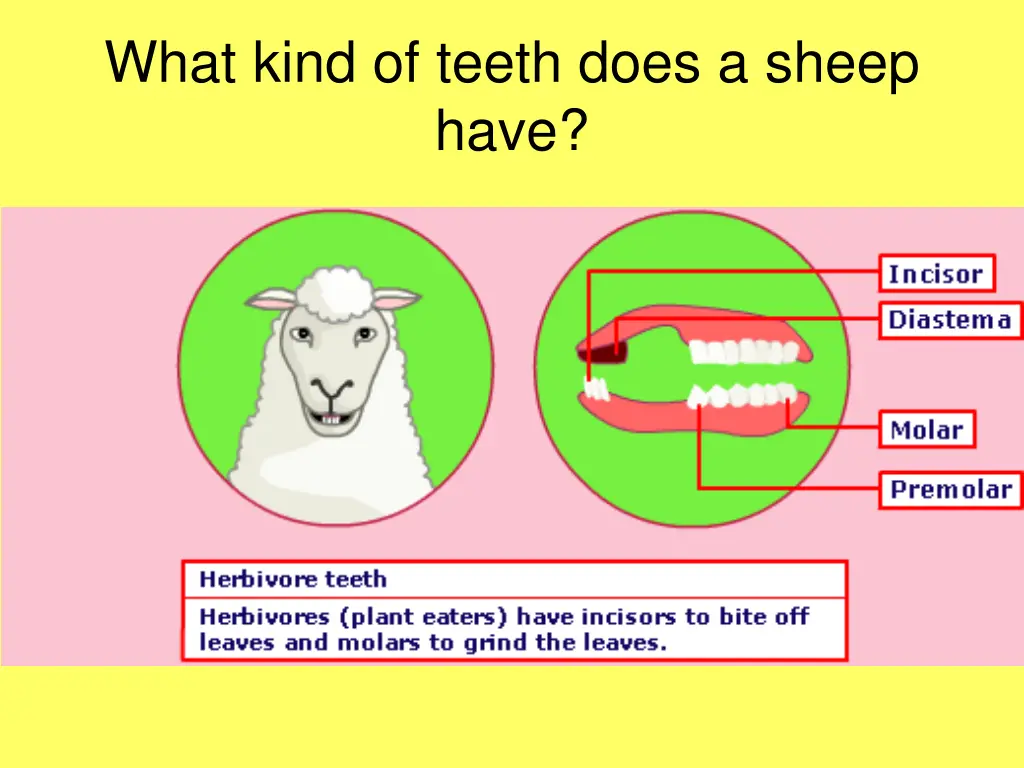 what kind of teeth does a sheep have