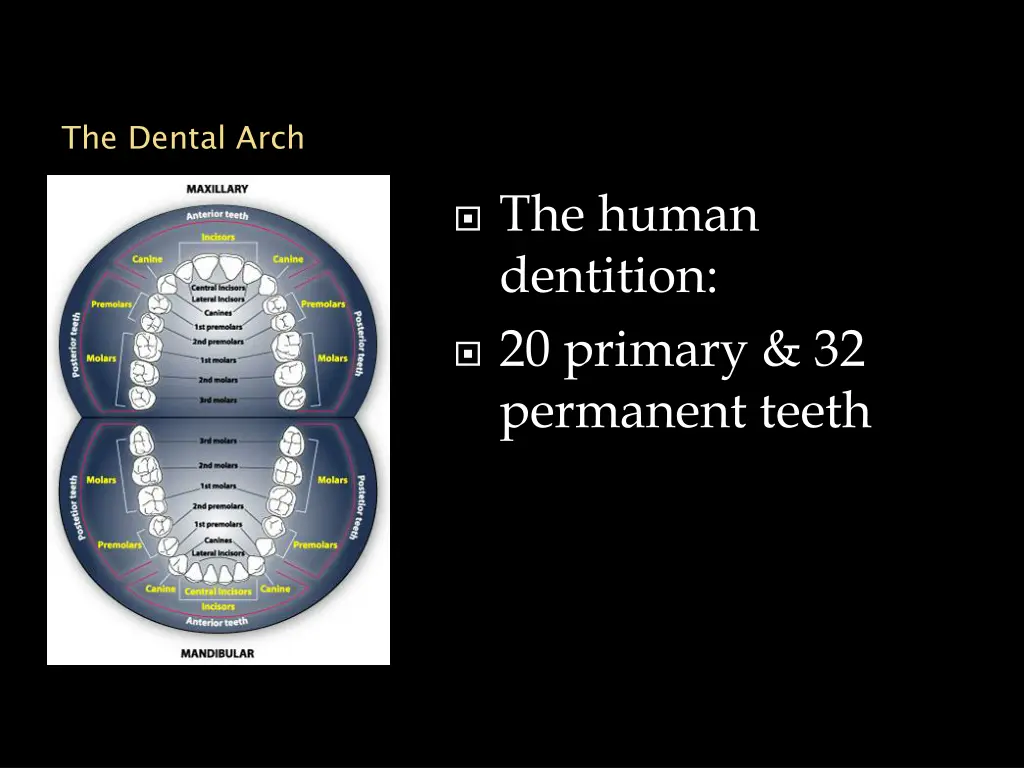 the dental arch