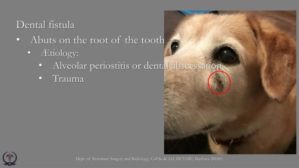 dental fistula abuts on the root of the tooth