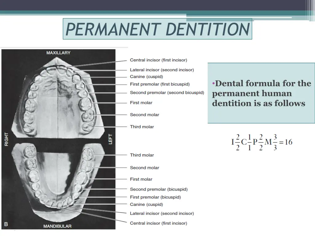 permanent dentition