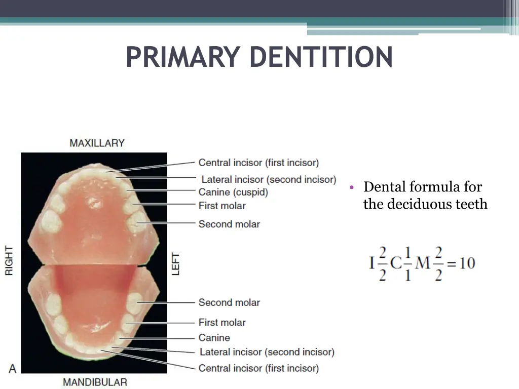 primary dentition