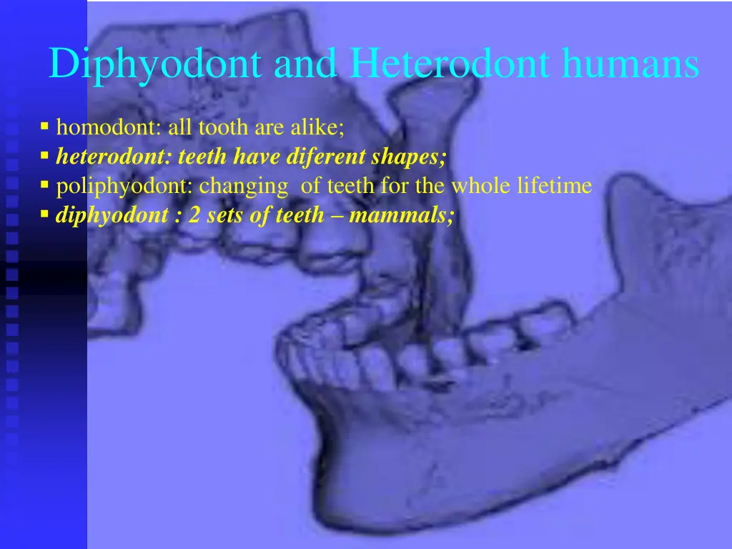 diphyodont and heterodont humans