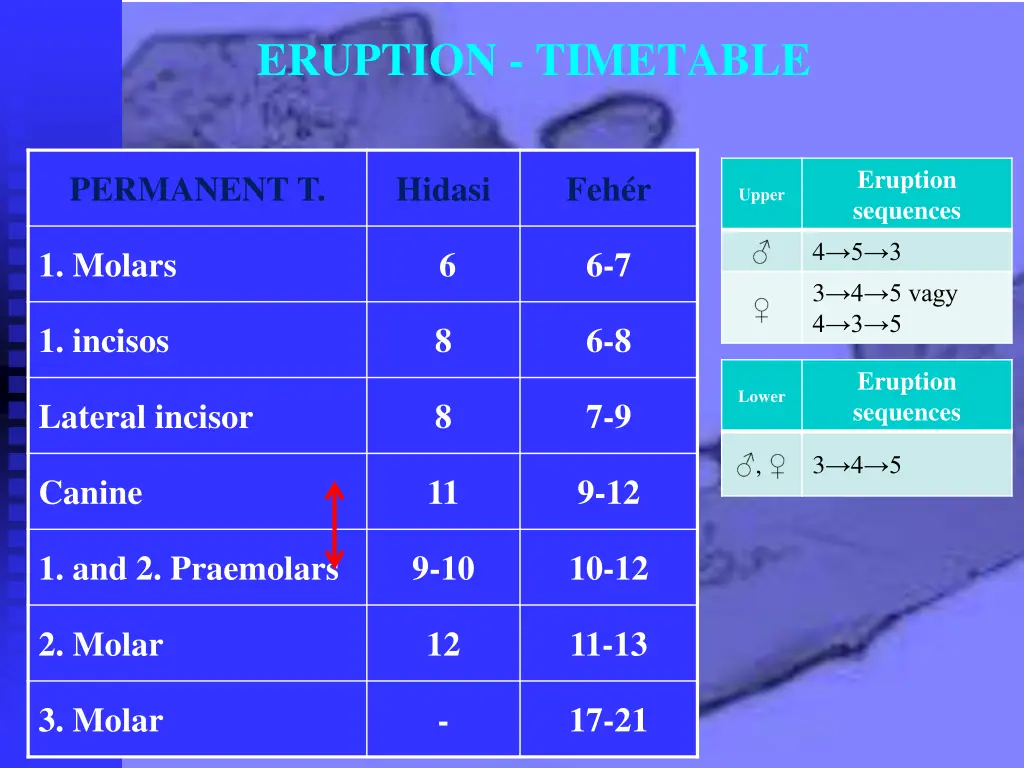 eruption timetable