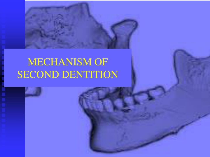 mechanism of second dentition