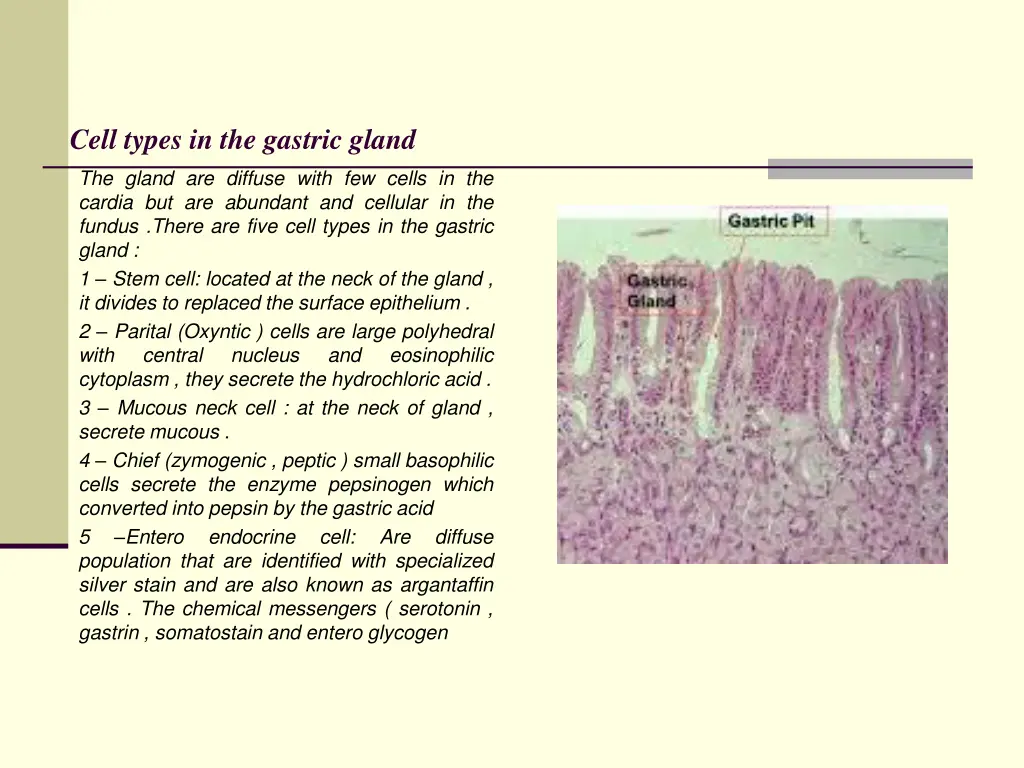 cell types in the gastric gland