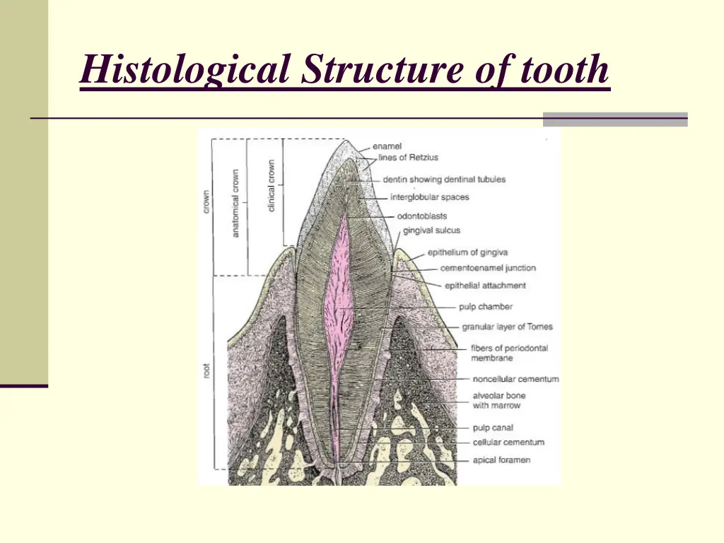 histological structure of tooth 1