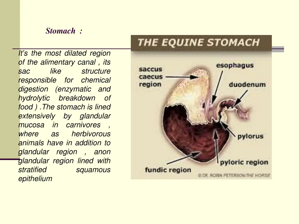 stomach