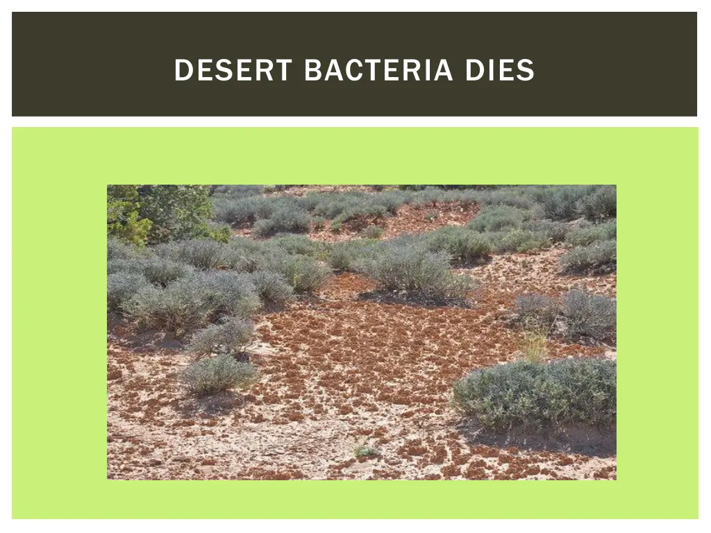 desert bacteria dies