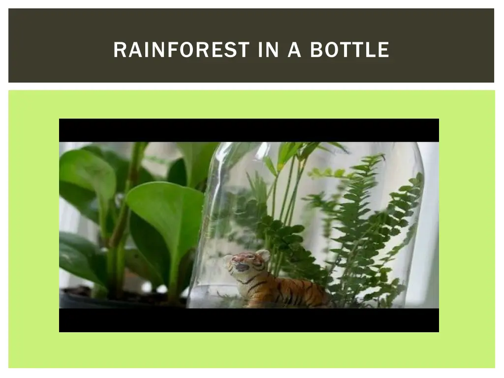 rainforest in a bottle