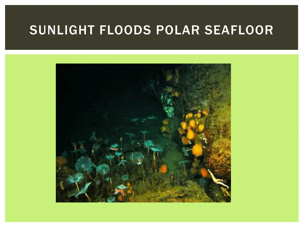 sunlight floods polar seafloor