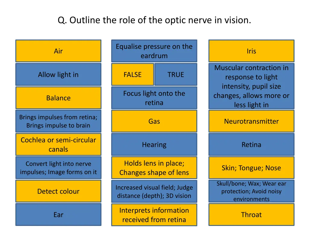 q outline the role of the optic nerve in vision