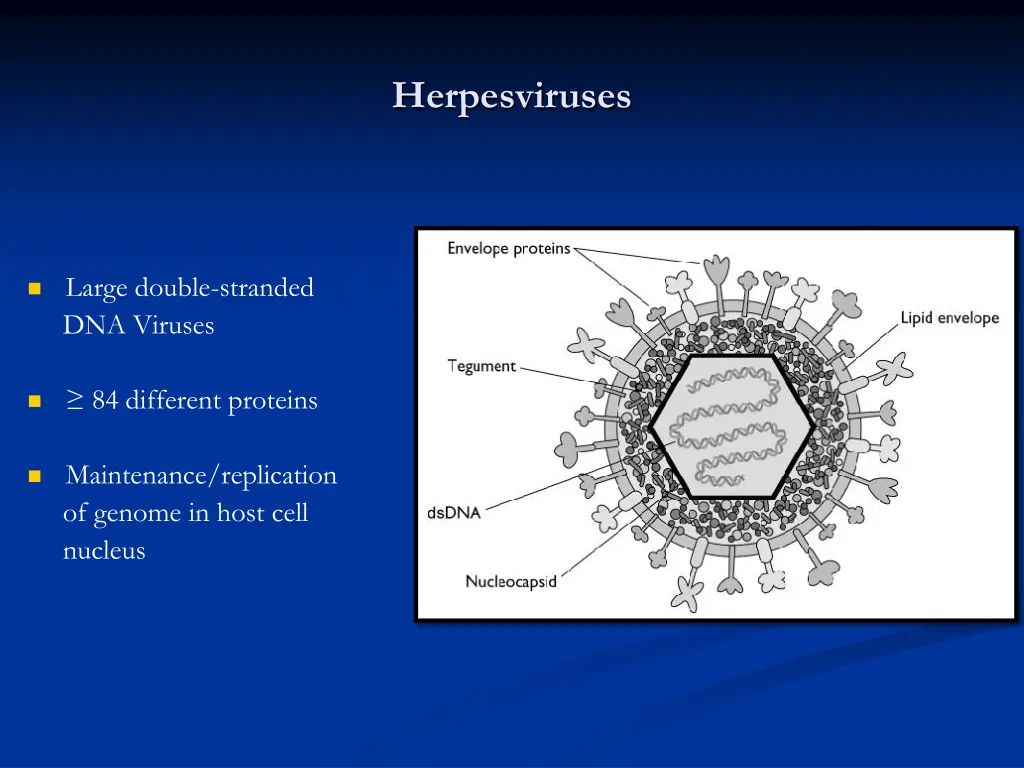 herpesviruses 1