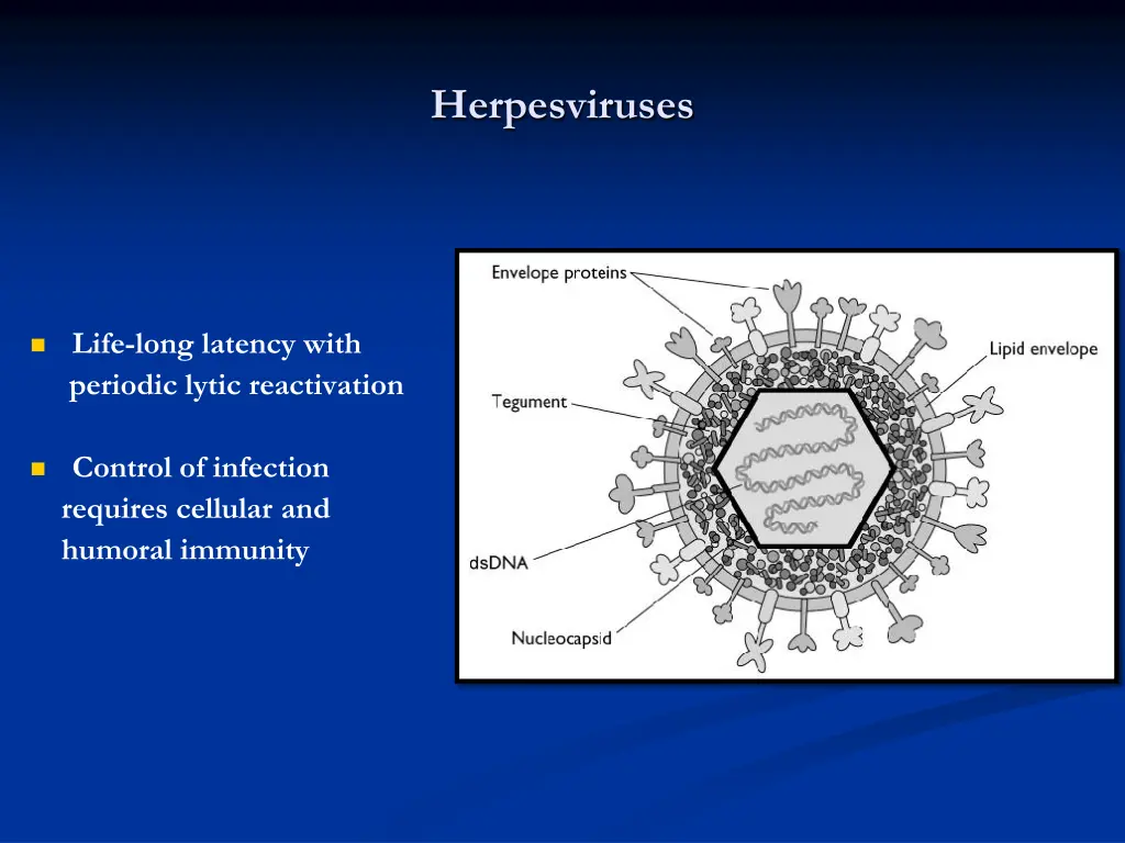 herpesviruses 2