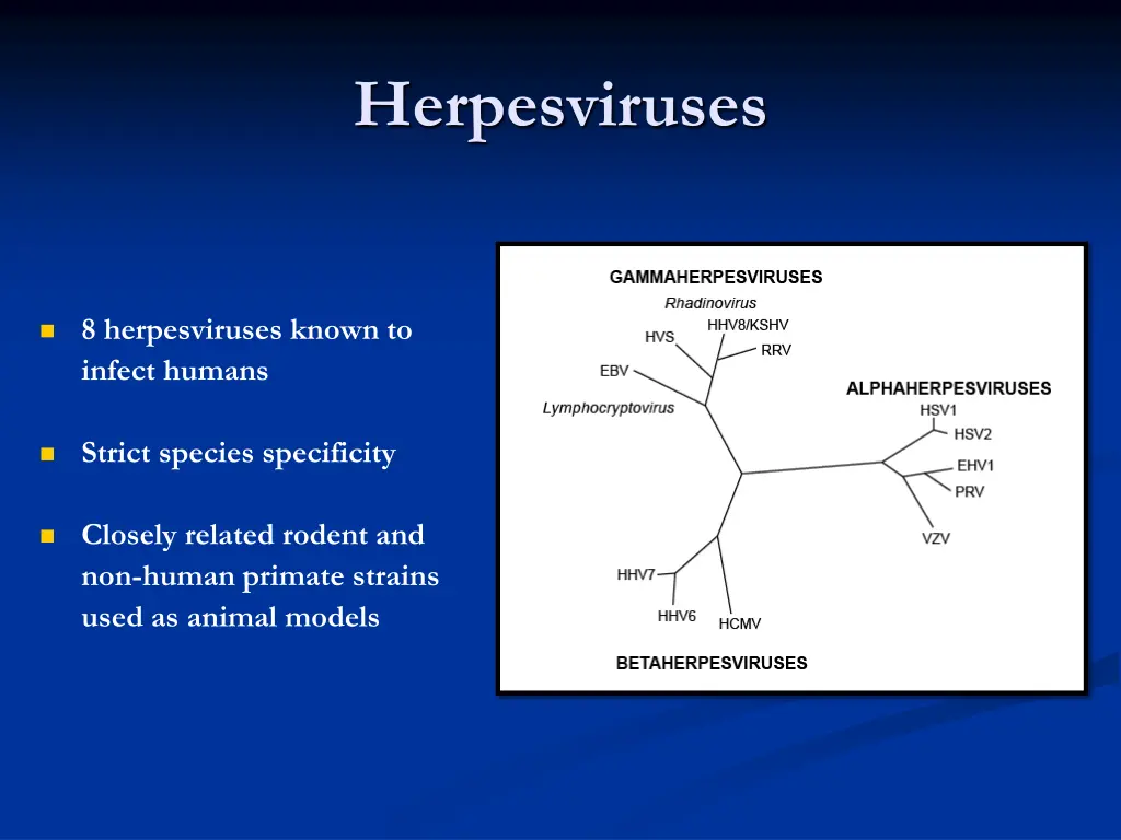 herpesviruses