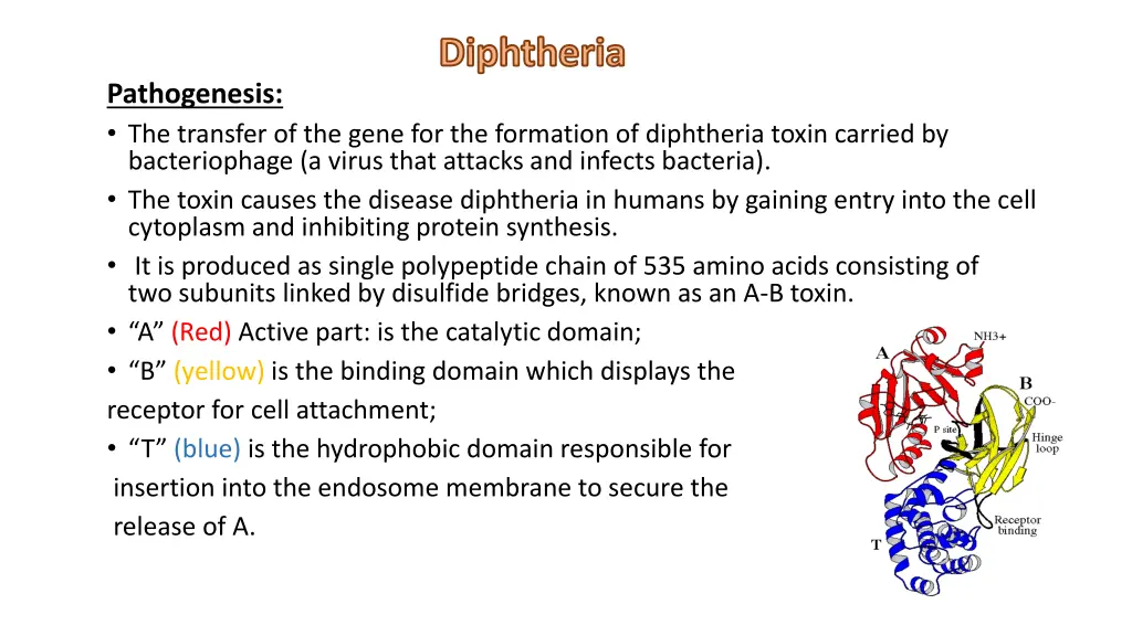 diphtheria 2