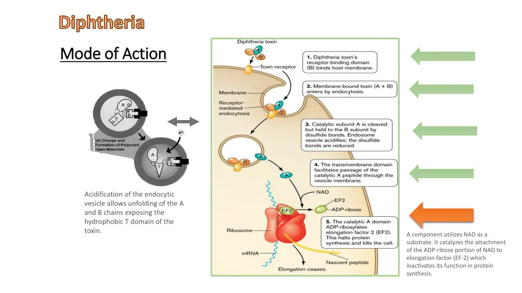 diphtheria 3