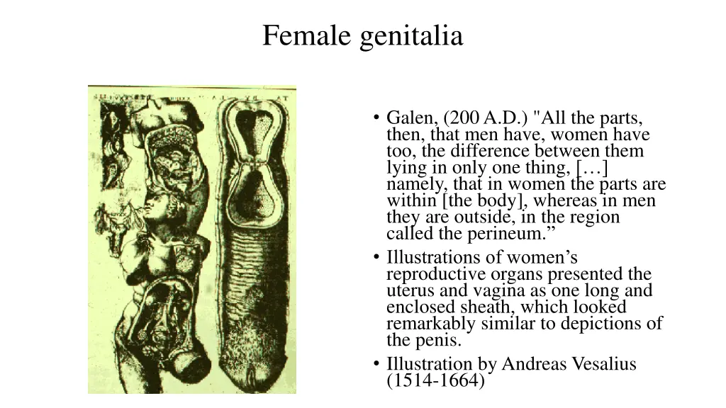 female genitalia