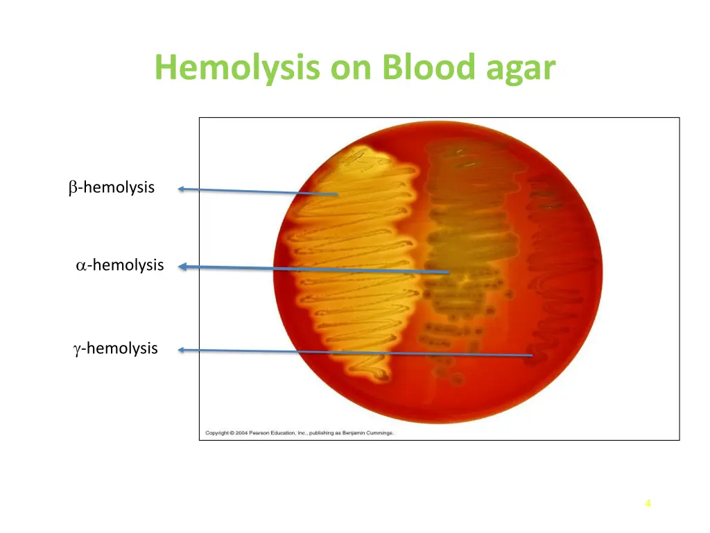 hemolysis on blood agar