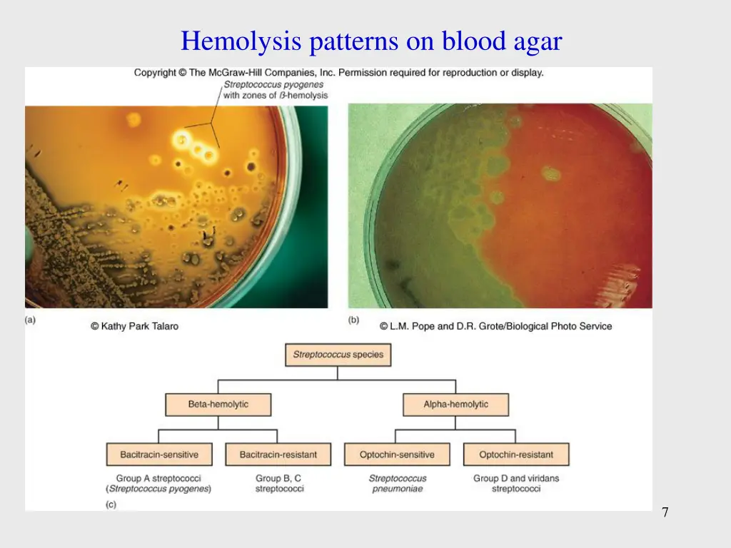 hemolysis patterns on blood agar