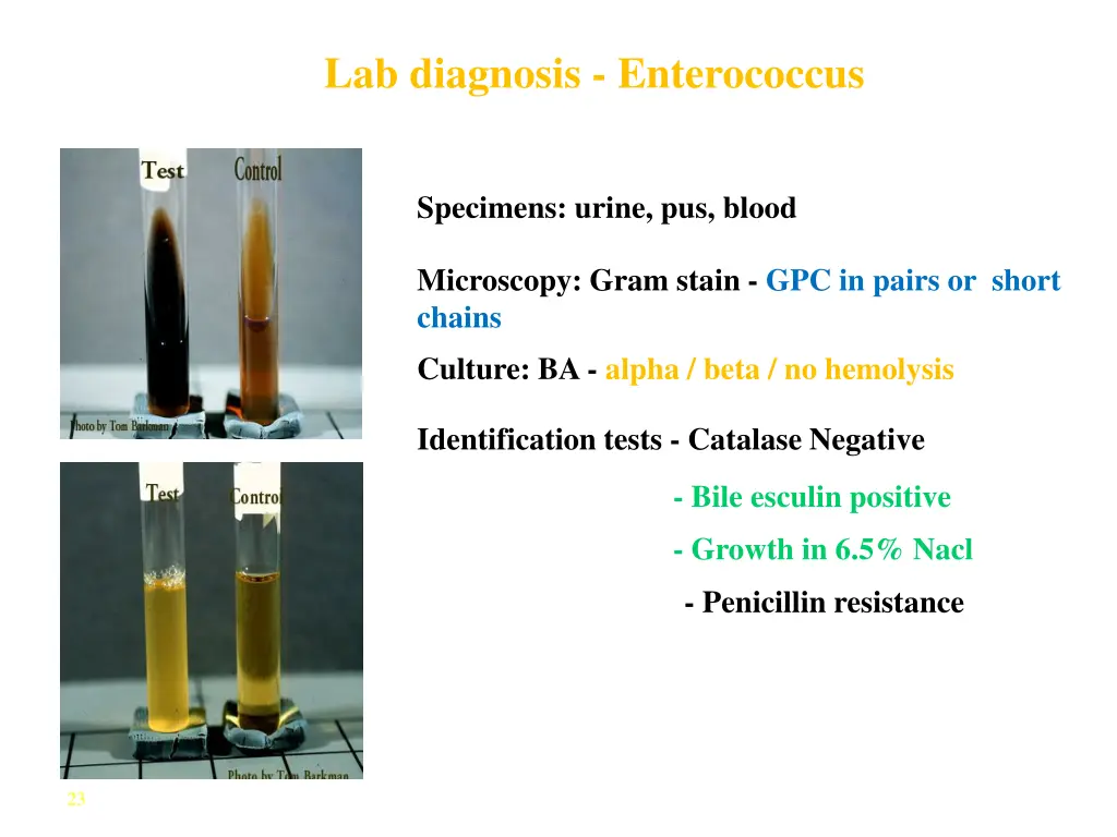 lab diagnosis enterococcus