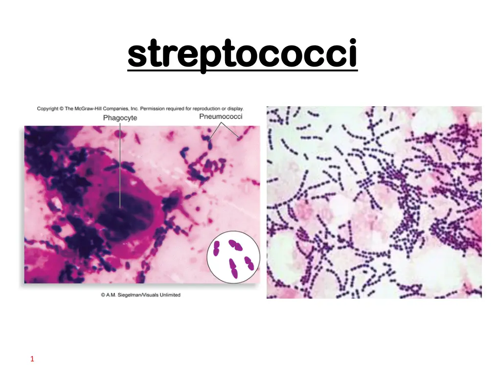 streptococci streptococci