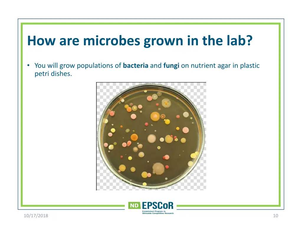 how are microbes grown in the lab 1