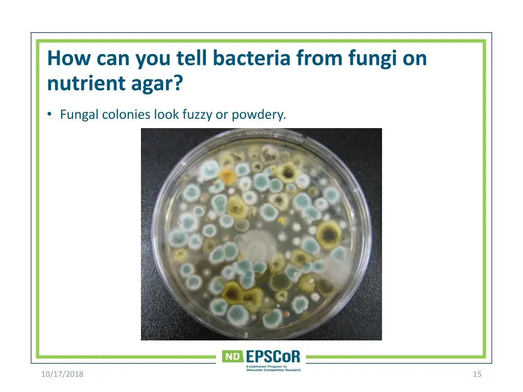 how can you tell bacteria from fungi on nutrient 1