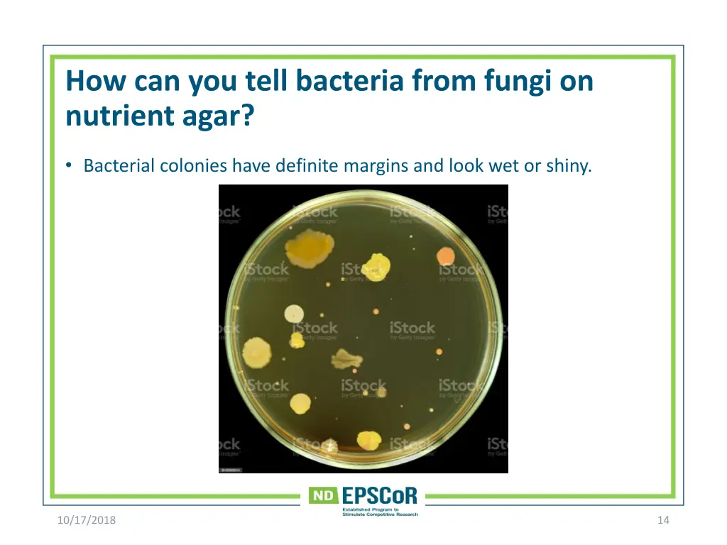 how can you tell bacteria from fungi on nutrient