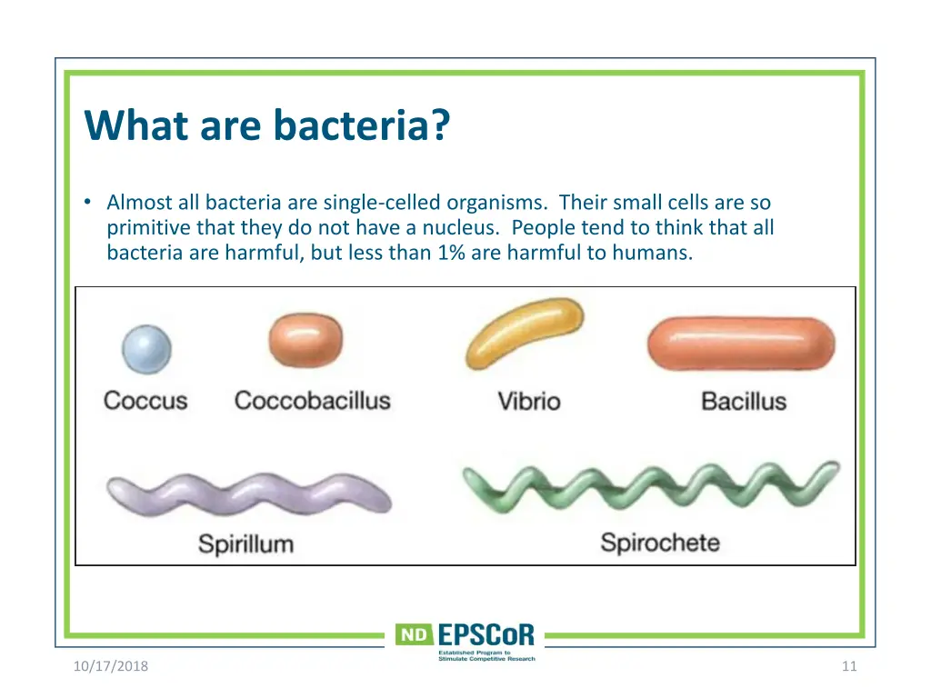 what are bacteria