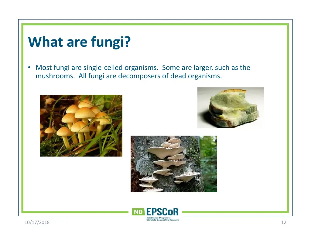 what are fungi