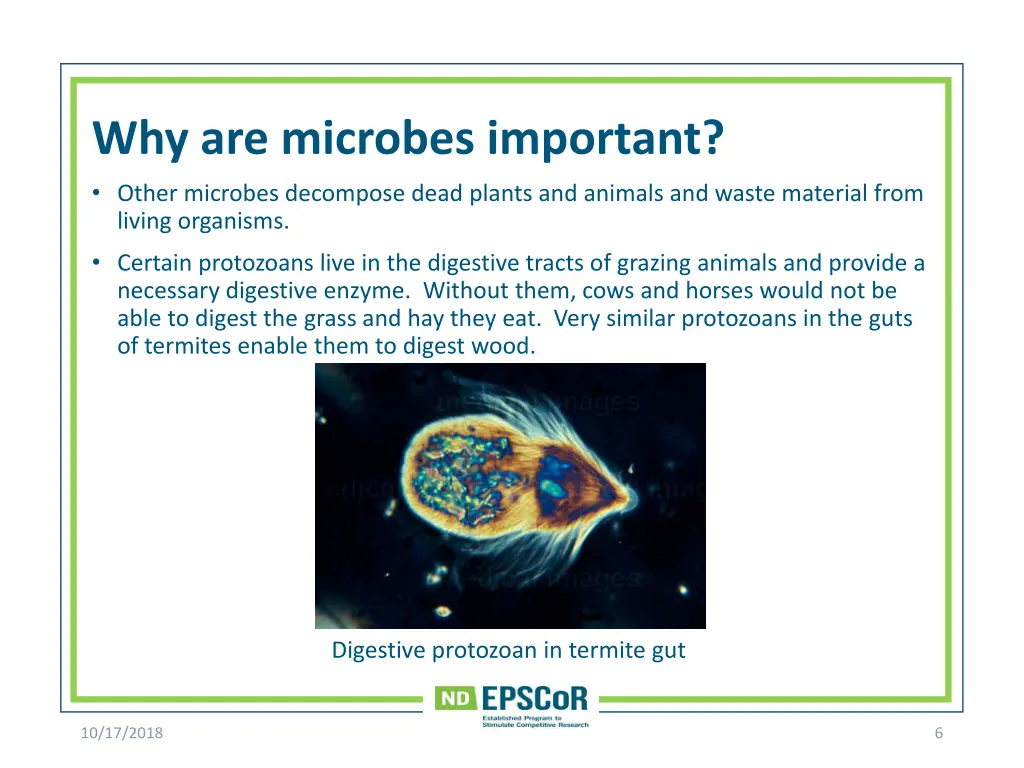 why are microbes important other microbes