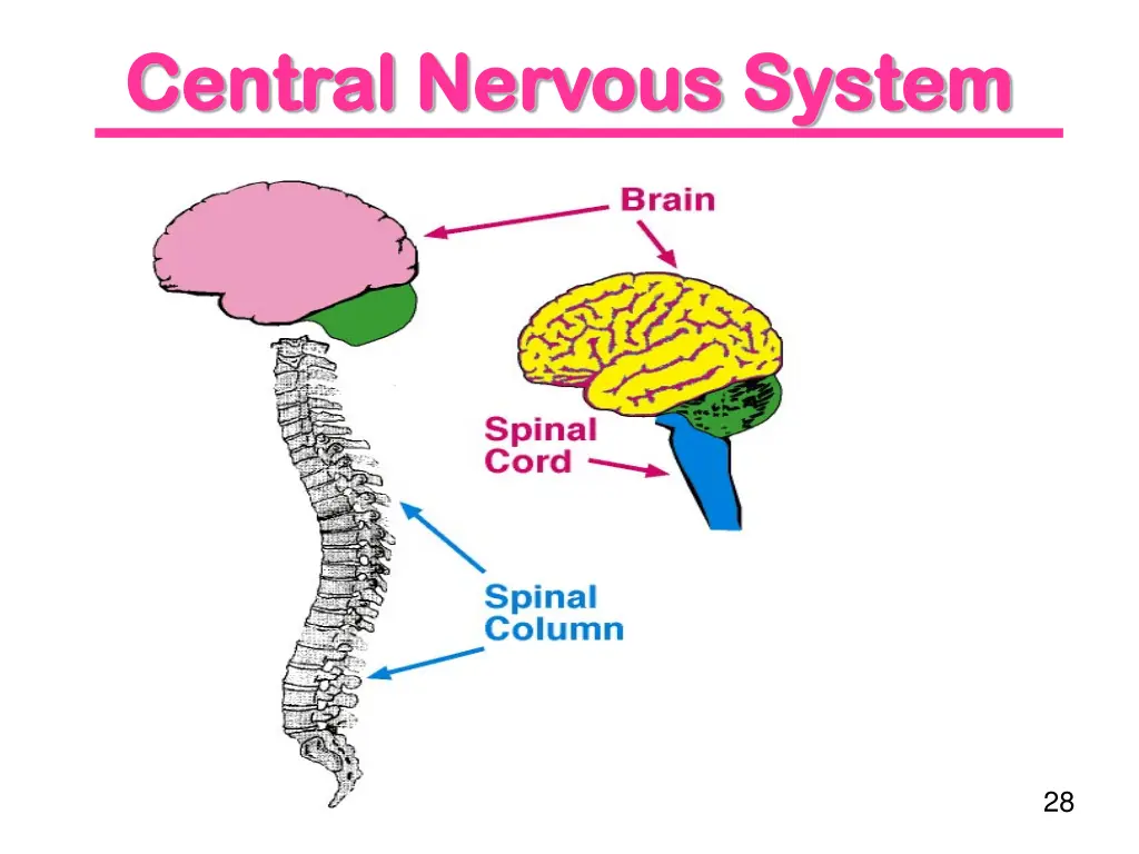 central nervous system central nervous system