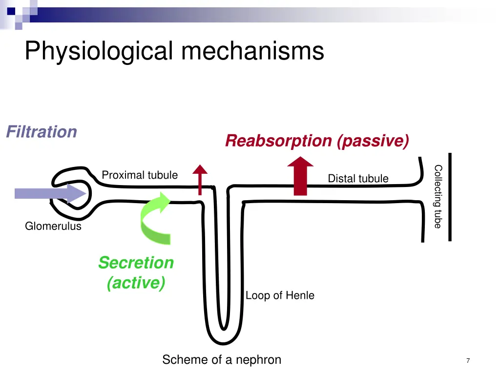 physiological mechanisms