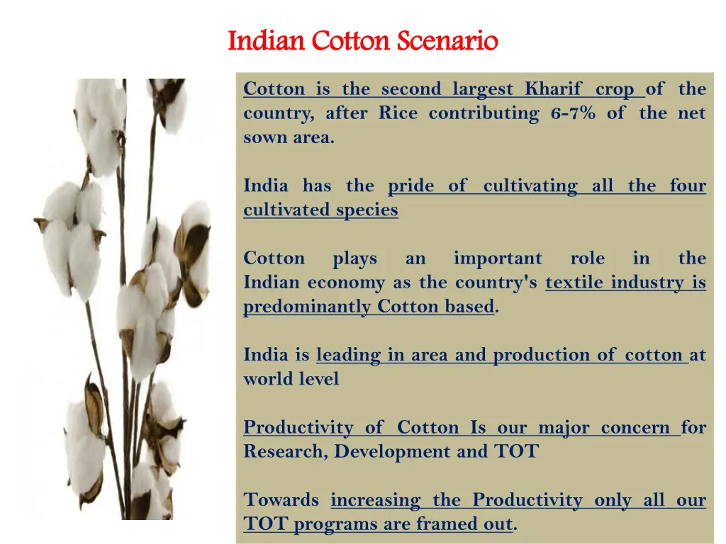 indian cotton scenario